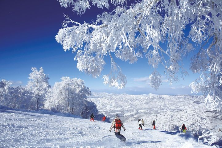 日本的「野澤溫泉滑雪場」備受台灣雪友喜愛。　圖：台灣滑雪協會／提供 