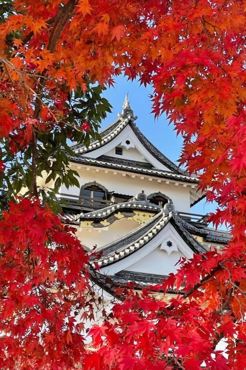 ▲國寶「彥根城」紅葉。　圖：琵琶湖・近江路觀光圈活性化協議會／提供