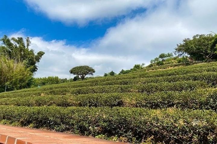▲大北坑休閒農業區擂茶體驗，帶領旅客走訪茶園景致，認識客庄農遊文化。　圖：桃園市政府觀光旅遊局／提供