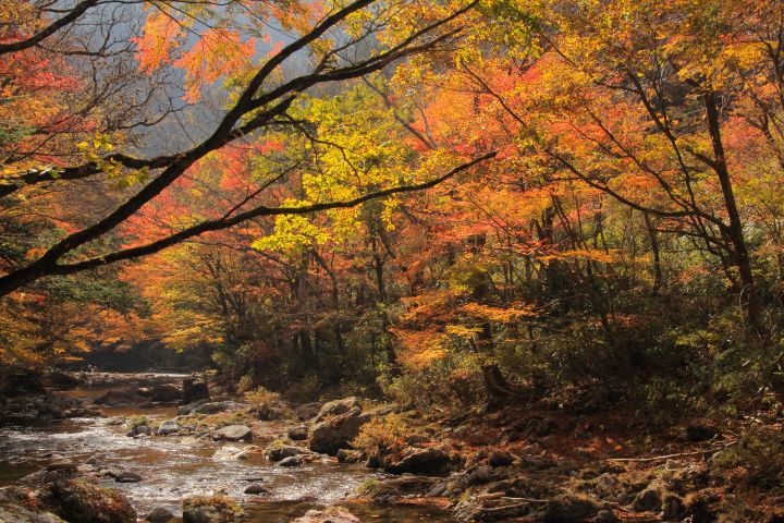 日本愛媛縣賞楓期為每年10月下旬~12月上旬。　圖：松山空港利用促進協議會／提供