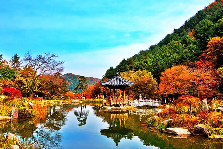 ▲位於首爾近郊京畿道的「晨靜樹木園」，秋楓美景如夢似幻。　圖：東南旅遊／提供