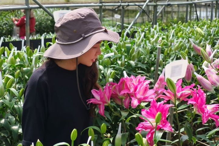 ▲使用「Taiwan Pass」搭台鐵至嘉義，轉乘「台灣好行／阿里山線」在湖底站下車，還可順遊「樂野村百合花園」。百合花季10/01-11/01，引進50多種荷蘭百合花品種。　圖：阿里山賓館／提供