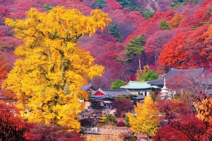 ▲龍門寺的千年銀杏樹在秋天綻放金黃光彩，吸引許多遊客前來朝聖。　圖：東南旅遊／提供