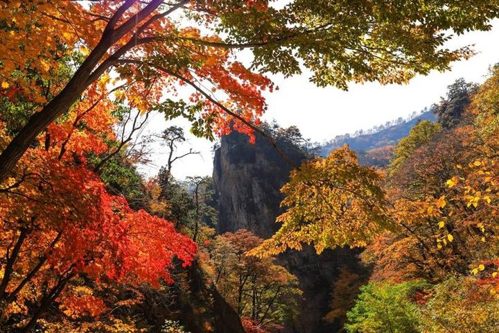 秋季造訪韓國，能一睹絢麗滿山楓紅與黃金銀杏樹交織的絕美景致。　圖：東南旅遊／提供 