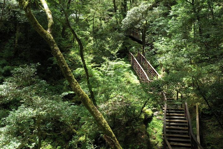▲拉拉山國家森林遊樂區－自導式環狀步道漫遊園區巨木群。　圖：農業部林業及自然保育署／提供