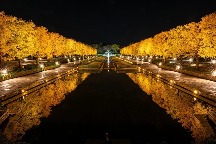 東京國營昭和紀念公園「秋之夜散步」點燈活動主會場。　圖：一般財團法人公園財團／提供