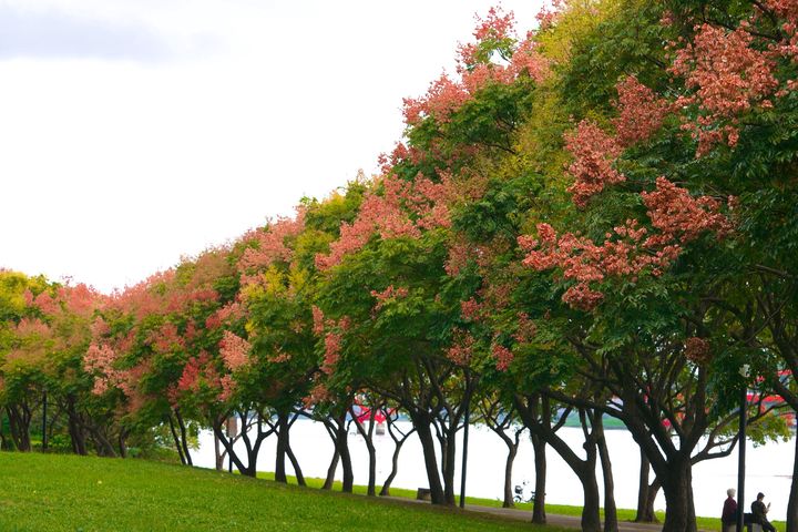 ▲「八里左岸公園」欒樹下，收藏友誼好時光。　圖：新北市政府水利局／提供