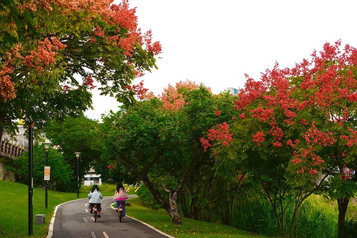 ▲單車慢慢騎，盡享八里左岸公園河濱秋色。　圖：新北市政府水利局／提供