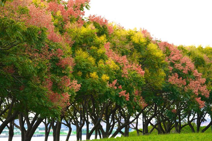 「八里左岸公園」一片粉紅映綠意，河濱美景正當時。　圖：新北市政府水利局／提供 