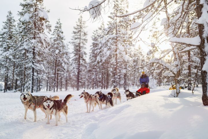 ▲冬遊芬蘭別錯過季節限定的哈士奇犬滑雪橇體驗。　圖：shutterstock／來源
