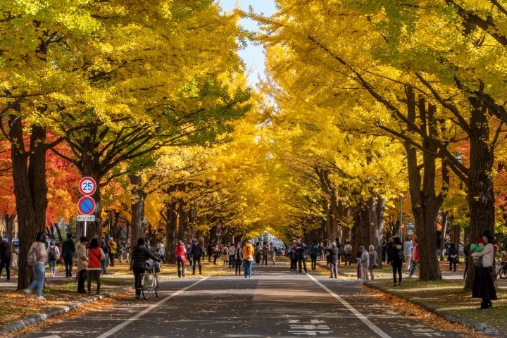 每年秋天札幌旅行必訪的黃色隧道，就在北海道大學內。　圖：photo AC／來源